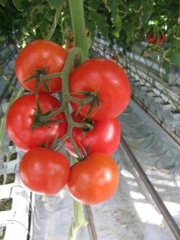 Heat resistant tomato varieties