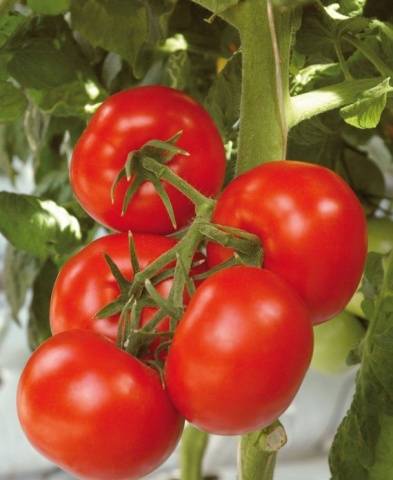 Heat resistant tomato varieties