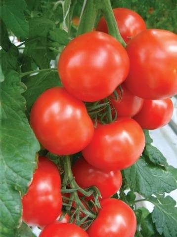 Heat resistant tomato varieties