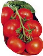 Heat resistant tomato varieties