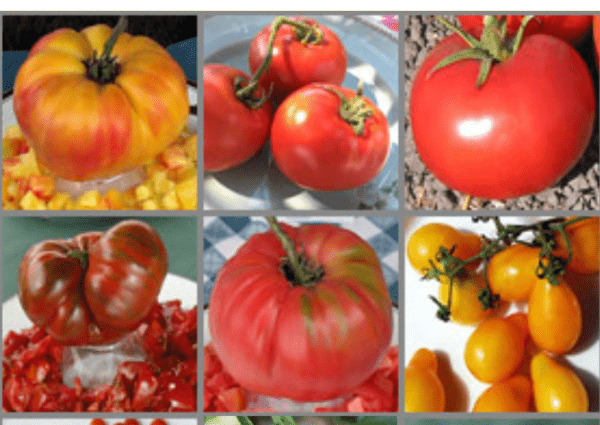 Heat resistant tomato varieties