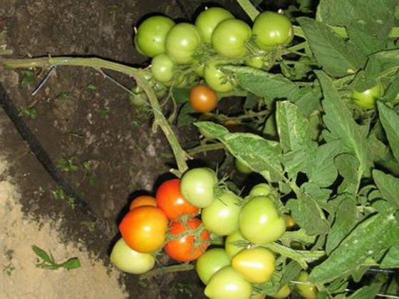 Heat resistant tomato varieties