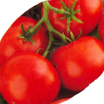 Heat resistant tomato varieties