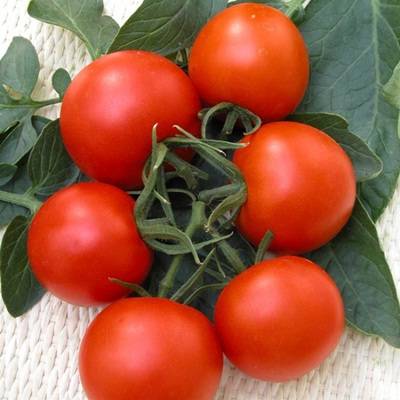 Heat resistant tomato varieties