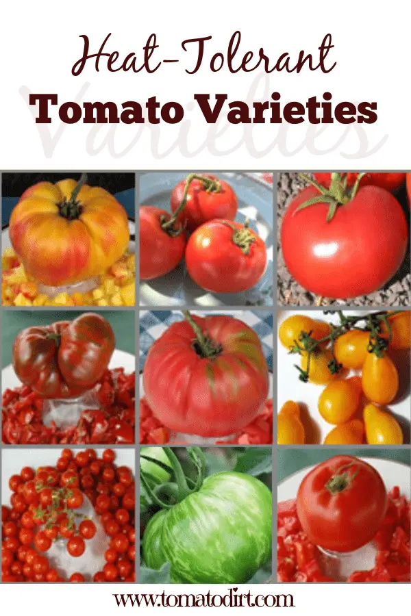 Heat resistant tomato varieties