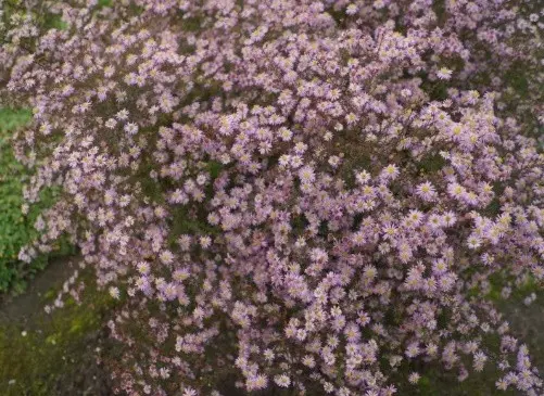 Heather aster (ground cover): planting and care, photo