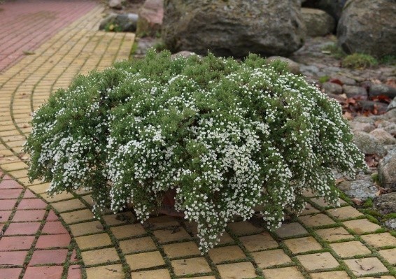 Heather aster (ground cover): planting and care, photo