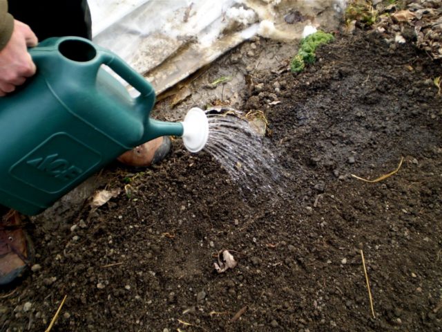 Heather aster (ground cover): planting and care, photo