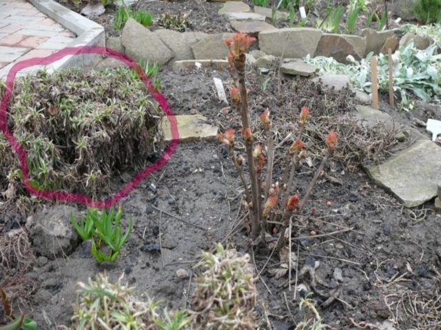 Heather aster (ground cover): planting and care, photo