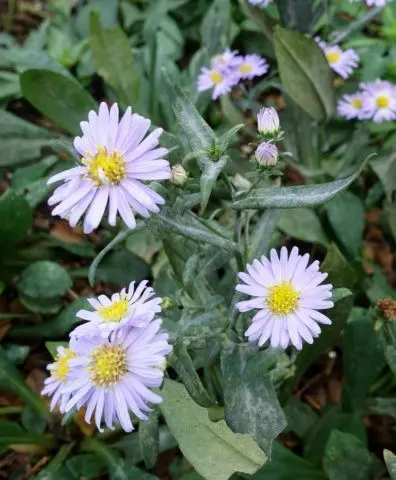 Heather aster (ground cover): planting and care, photo