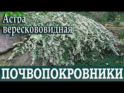 Heather aster (ground cover): planting and care, photo