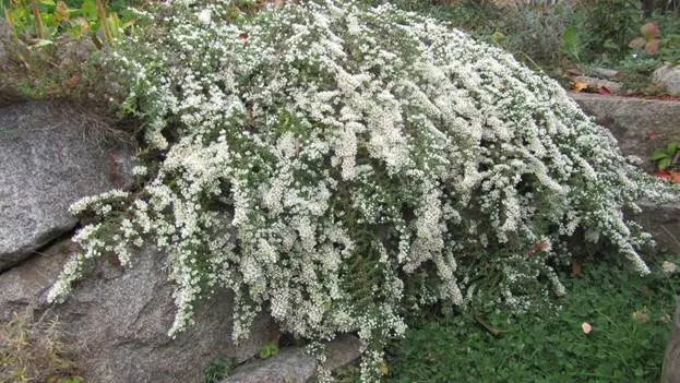 Heather aster (ground cover): planting and care, photo