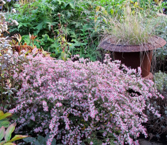 Heather aster (ground cover): planting and care, photo