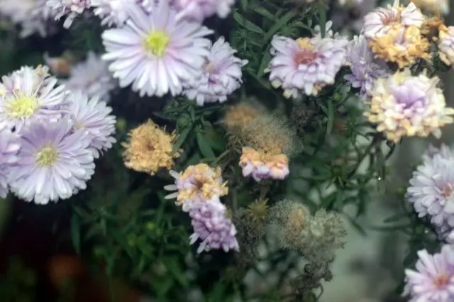 Heather aster (ground cover): planting and care, photo