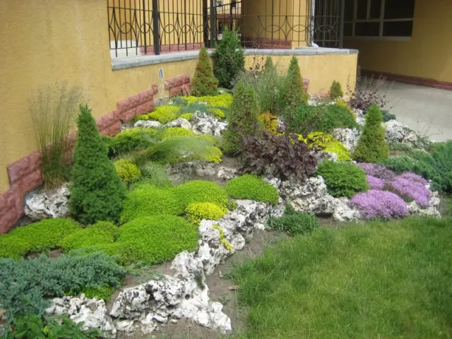 Heather aster (ground cover): planting and care, photo