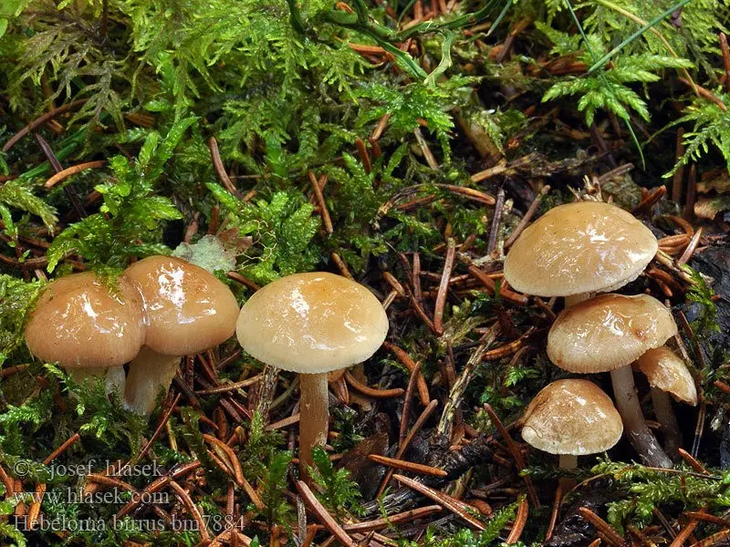 Hebeloma coal-loving (Hebeloma birrus) photo and description