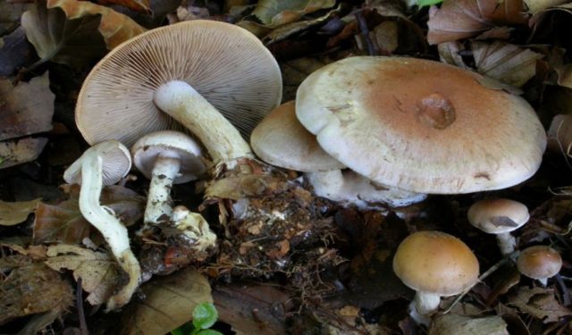 Hebeloma girdled: edibility, description and photo