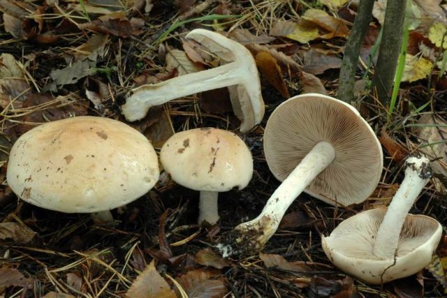 Hebeloma girdled: edibility, description and photo