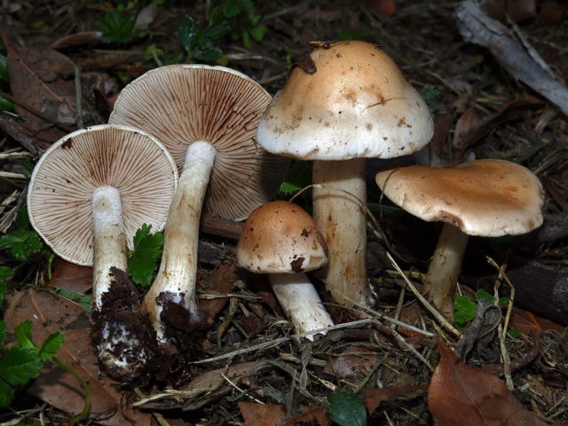 Hebeloma girdled: edibility, description and photo