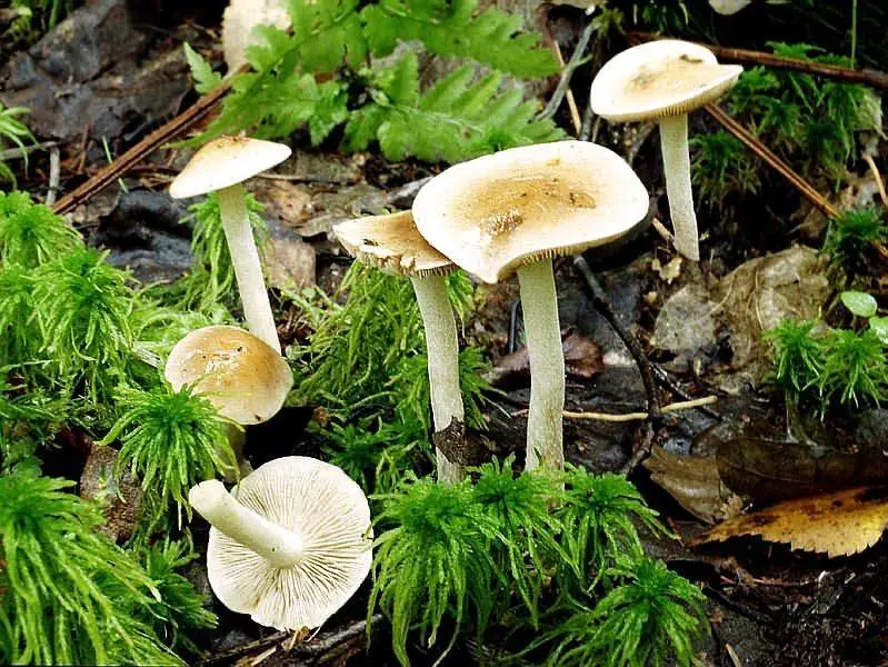 Hebeloma girdled (Hebeloma mesophaeum) photo and description