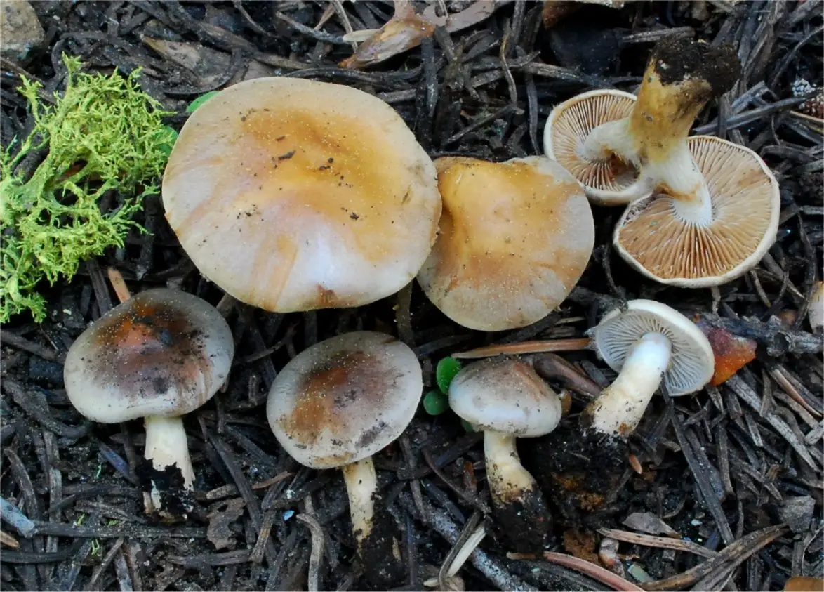 Hebeloma girdled (Hebeloma mesophaeum) photo and description