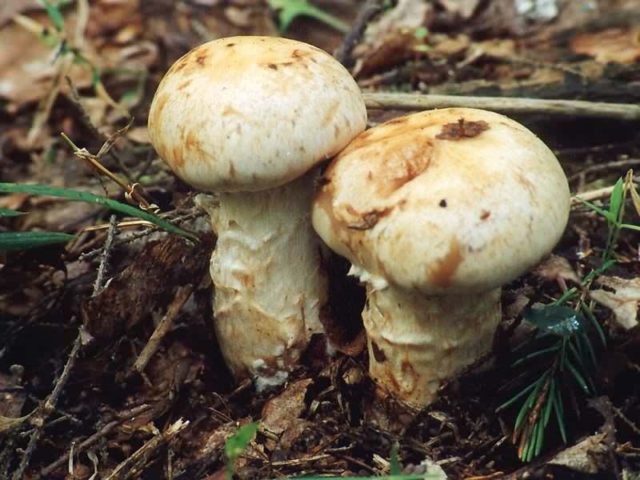 Hebeloma root: description and photo