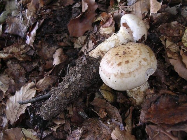 Hebeloma root: description and photo