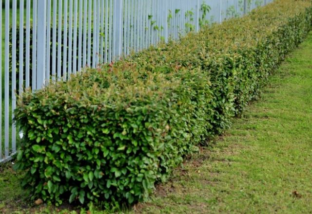 Hedge - brilliant cotoneaster