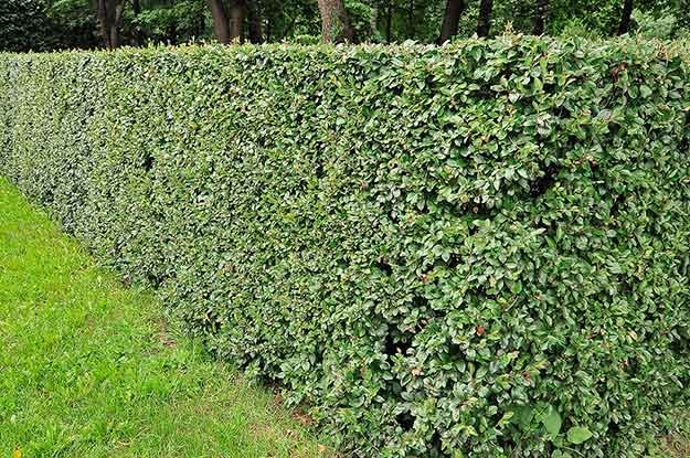 Hedge - brilliant cotoneaster