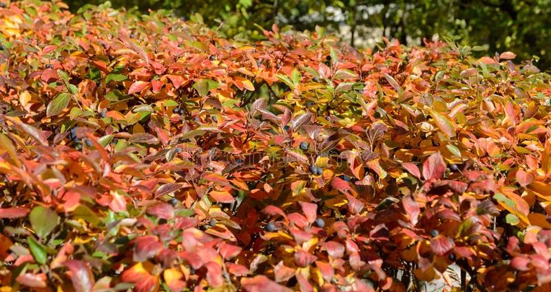 Hedge &#8211; brilliant cotoneaster