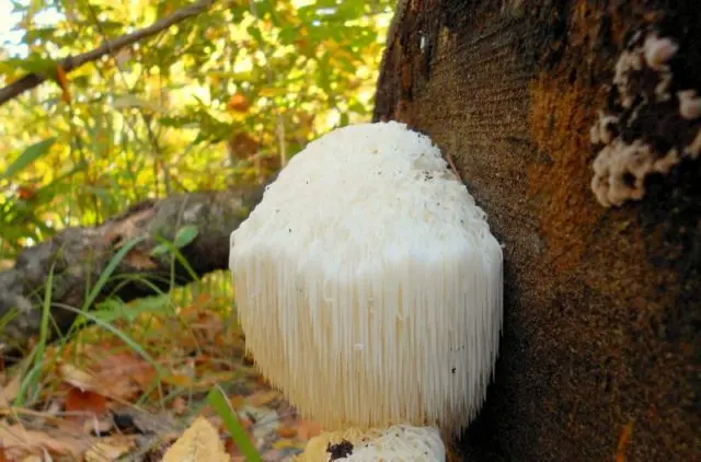 Hedgehog comb: photo and description, healing properties, how to cook, recipes