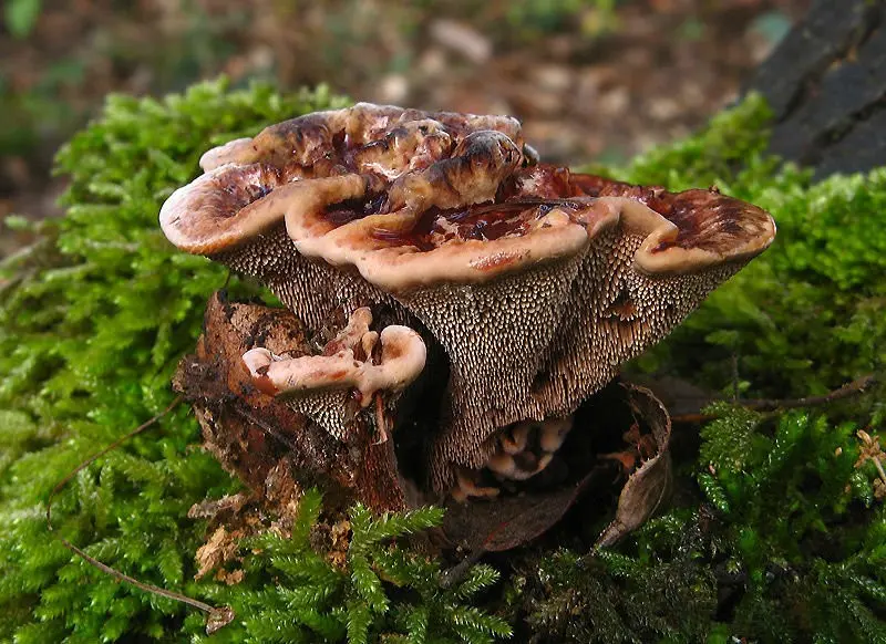 Hedgehog striped (Hydnellum concrescens) photo and description