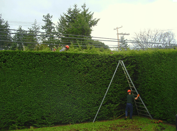 Hedgerow: fast growing perennial shrubs