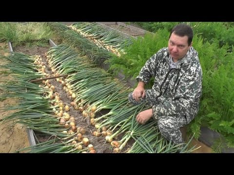 Helenas winter onion: variety description, reviews