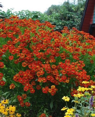 Helenium autumn: photo and description, growing from seeds