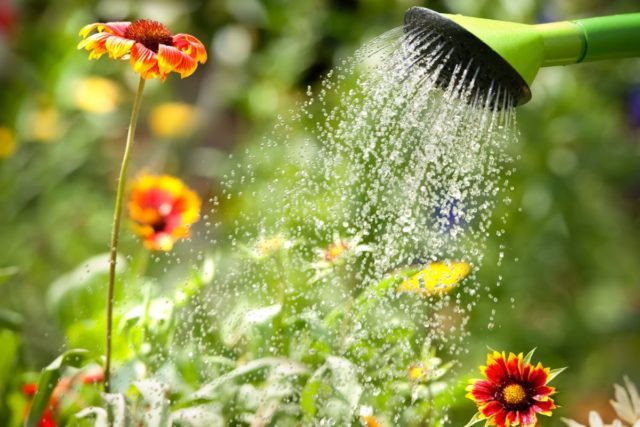 Helenium autumn: photo and description, growing from seeds