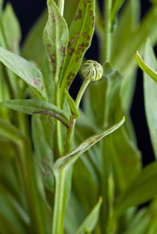 Helenium autumn: photo and description, growing from seeds