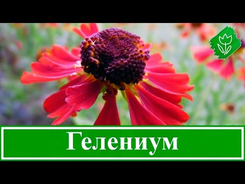 Helenium autumn: photo and description, growing from seeds