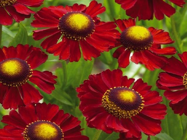 Helenium autumn: photo and description, growing from seeds