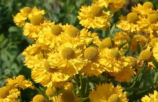 Helenium autumn: photo and description, growing from seeds