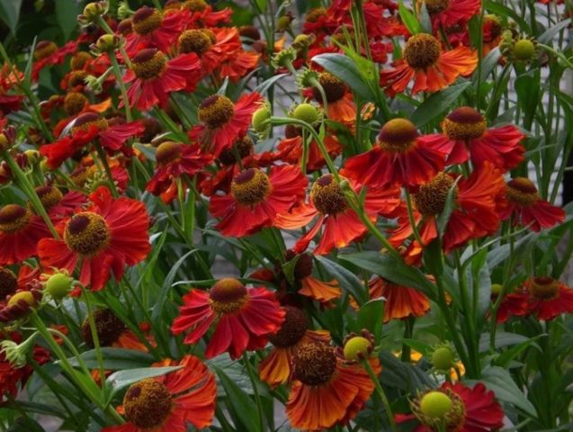 Helenium autumn: photo and description, growing from seeds