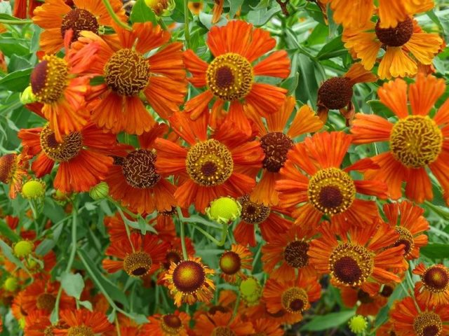 Helenium autumn: photo and description, growing from seeds