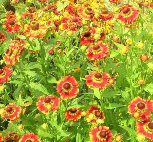 Helenium autumn: photo and description, growing from seeds