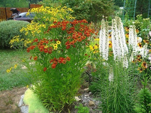 Helenium autumn: photo and description, growing from seeds