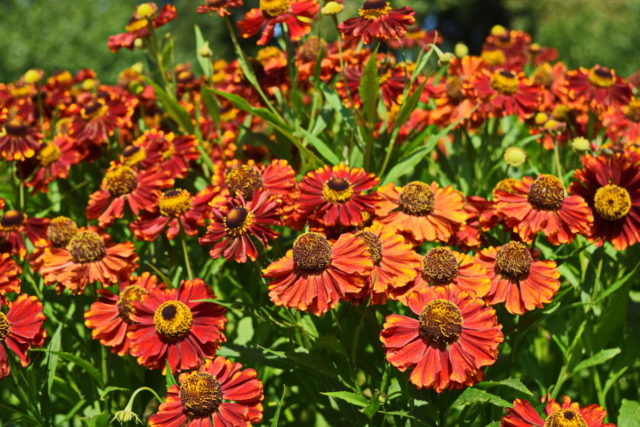 Helenium perennial: photo of flowers in a flower bed, in landscape design