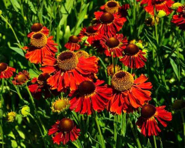 Helenium perennial: photo of flowers in a flower bed, in landscape design