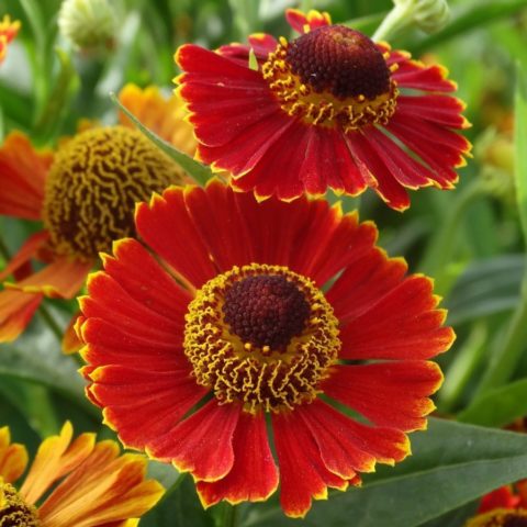 Helenium perennial: photo of flowers in a flower bed, in landscape design