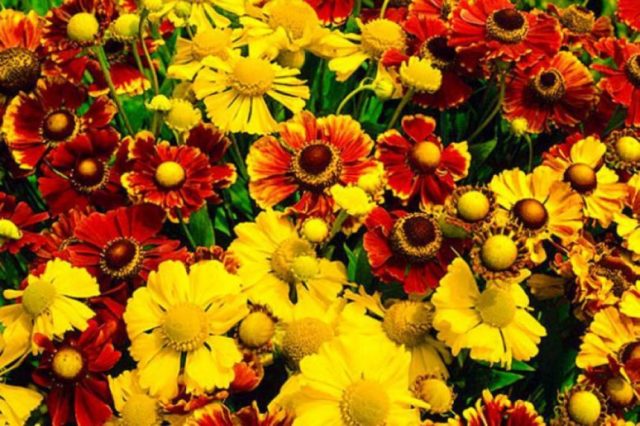 Helenium perennial: photo of flowers in a flower bed, in landscape design