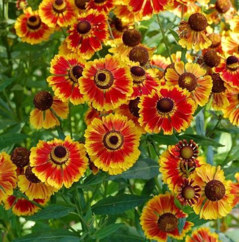 Helenium perennial: photo of flowers in a flower bed, in landscape design