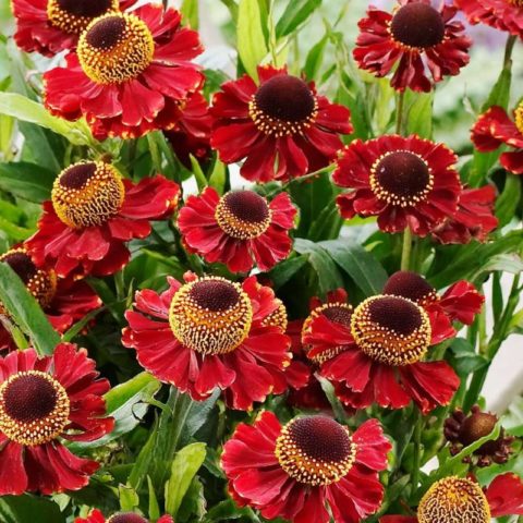 Helenium perennial: photo of flowers in a flower bed, in landscape design